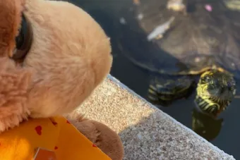 Bevo at the turtle pond